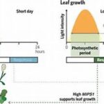 Optimal Photoperiod For Flowering
