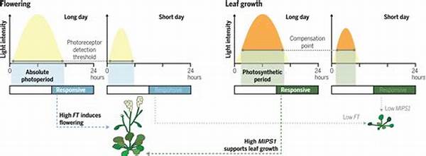 Optimal Photoperiod For Flowering