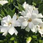 Outdoor Fragrant Flower Varieties