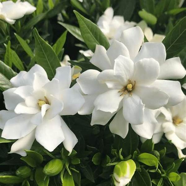 Outdoor Fragrant Flower Varieties