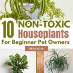 Pet And Child-safe Houseplant Varieties