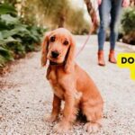 Pet-friendly Botanical Selection