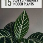 Pet-safe Indoor Plant Options