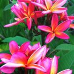 Popular Fragrant Flowering Plants