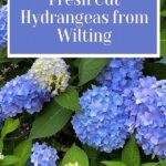 Prevent Wilting In Cut Flowers