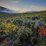 **protection Strategies For Wildflower Environments**