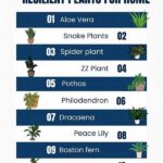 Resilient Plants For Family Environments