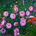 Robust Blooms For Cold And Heat