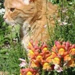 “safe Blooms Around Cats”