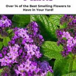 Selecting Sweet-smelling Plants For Garden