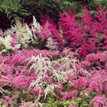 Shade-tolerant Wildflowers For Small Corners