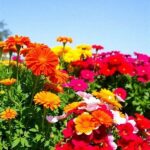 Simple Flowering Plants For Novices