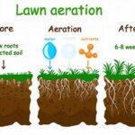 Soil Aeration Benefits Flowers