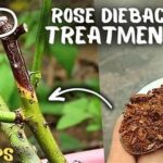 “step-by-step Rose Drying Process”