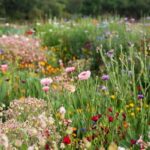 Wildflower Varieties For Urban Gardens