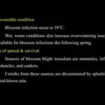 Wind Conditions And Blossom Survival