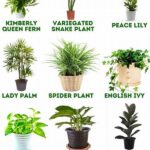 Air-purifying Blooming Home Plants