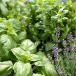 Aromatic Blossoms For Garden Ambiance