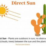 Avoiding Direct Sunlight Exposure