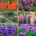 Best Flowers For All-season Gardens