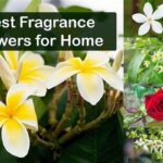 Best Fragrance Plants For Outdoors
