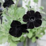 Black Flower Symbolism Explained