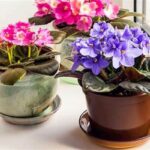 Child-friendly Indoor Flowers