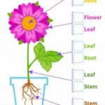 “children’s Guide To Learning Flowers”