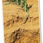 Common Soil Preparation Mistakes