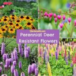 Deer-resistant Perennial Flowers