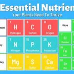 Essential Nutrients For Vibrant Flowers