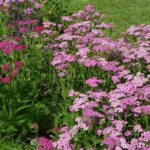 Flowers That Thrive In Drought