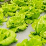 Green Techniques For Fresh Flowers