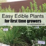 Hassle-free Plants For First-time Growers