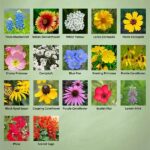 Identifying Wildflowers Across Different Seasons