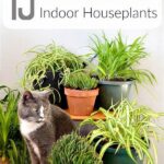 Indoor Plants Safe For Cats
