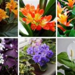 Low Light Indoor Flowering Plants