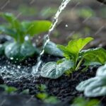 Maintaining Healthy Soil Hydration