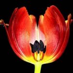 Outdoor Flower Photography Lighting Techniques