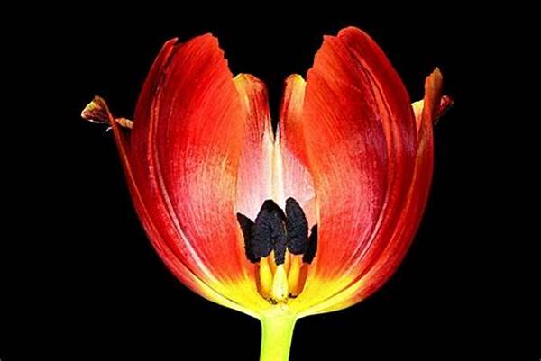 Outdoor Flower Photography Lighting Techniques