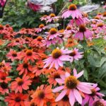 Petite Blooming Plants For Cozy Yards