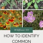 Steps To Identify Common Wildflowers