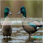 Tips For Distinguishing Similar Flower Species