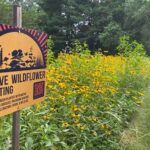 Wildflower Habitat And Growth Conditions