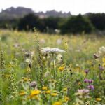 **wildflower Species Diversity Support**