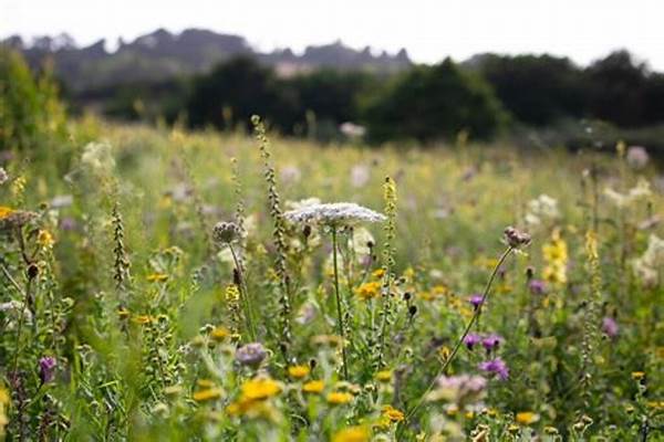 **wildflower Species Diversity Support**
