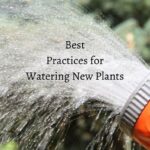 Best Practices For Watering Plants
