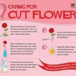 Caring For Cut Flowers Properly