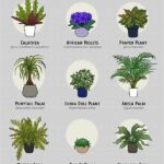 Cat-safe Indoor Plant Suggestions