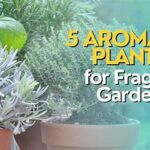 Choosing Aromatic Plants For Gardens